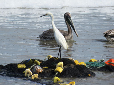 pelican dans le fitet